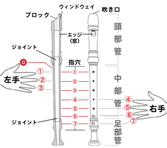 指 アルト リコーダー