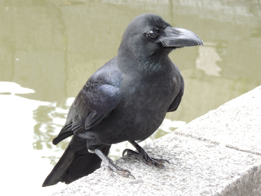 ハシブトガラス 鳥ずかん