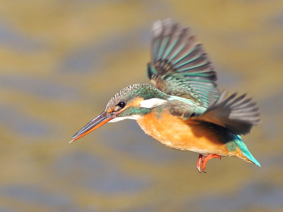 カワセミ 鳥ずかん