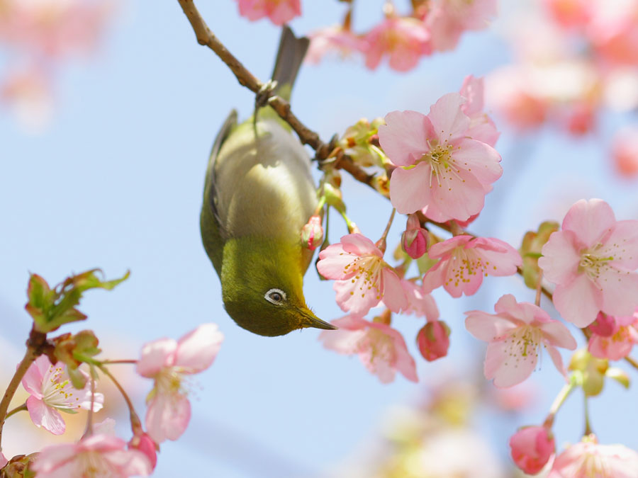 メジロ 鳥ずかん