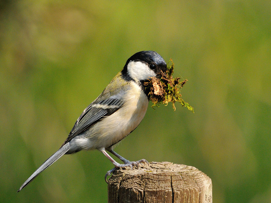 シジュウカラ 鳥ずかん