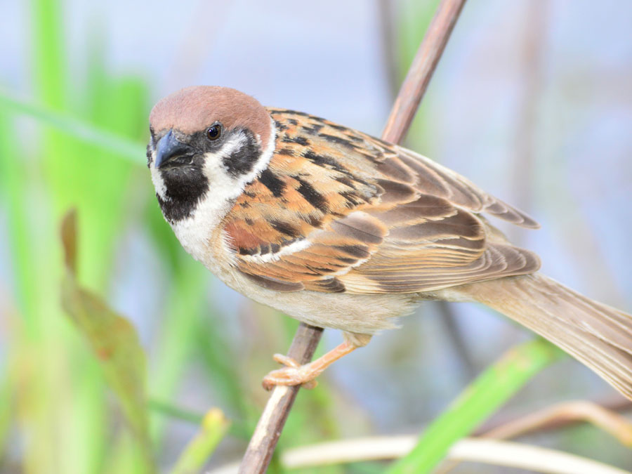 スズメ 鳥ずかん