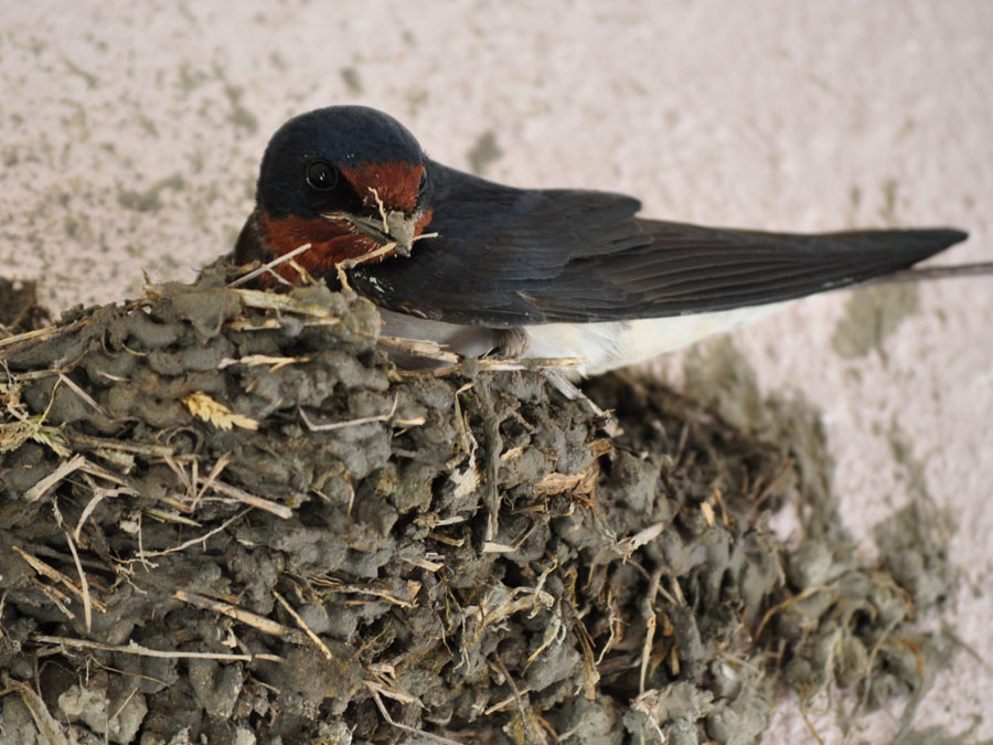 ツバメ 鳥ずかん