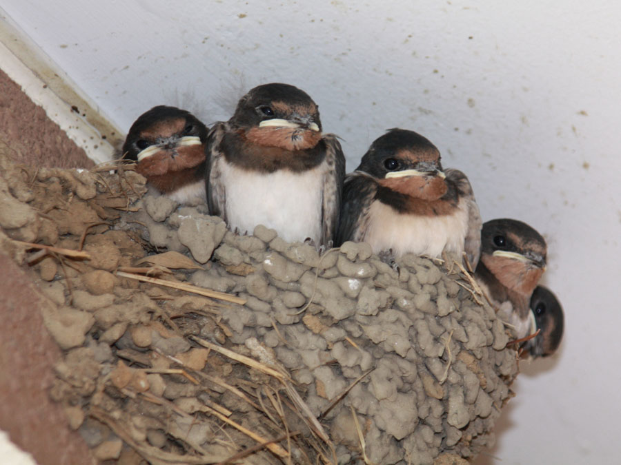 ツバメ 鳥ずかん