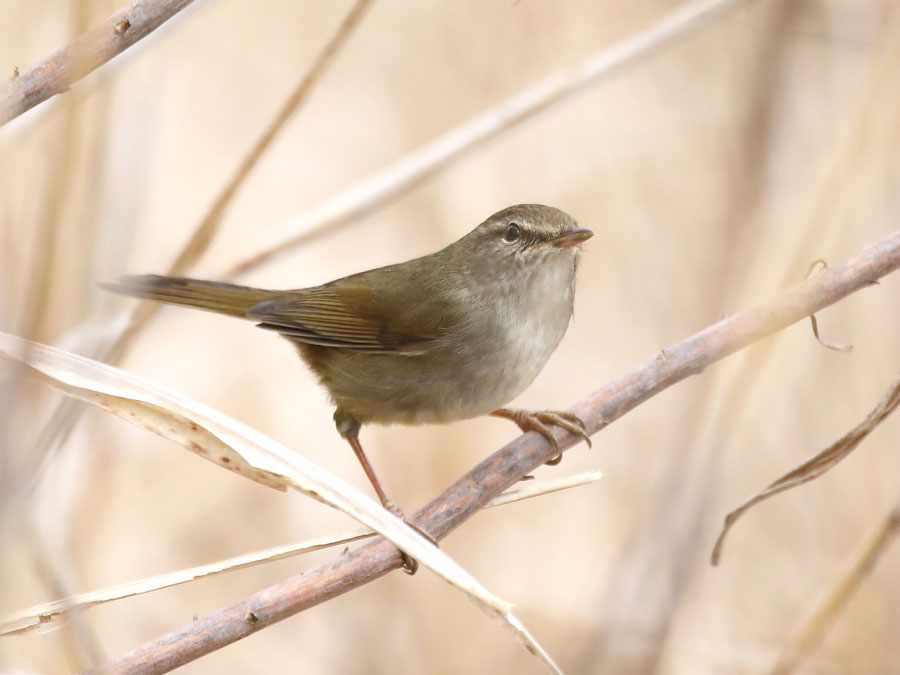 ウグイス 鳥ずかん