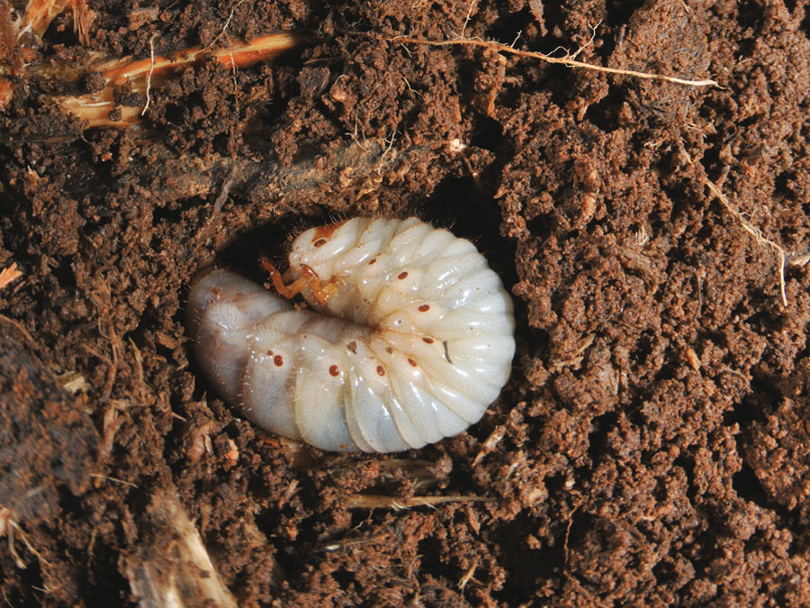 カブトムシ こん虫ずかん