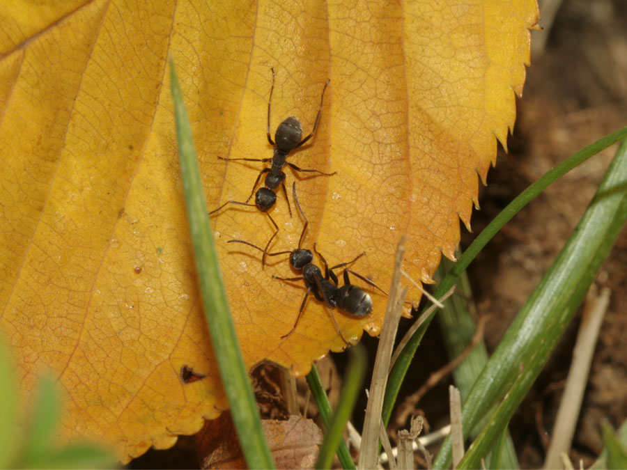 クロヤマアリ こん虫ずかん