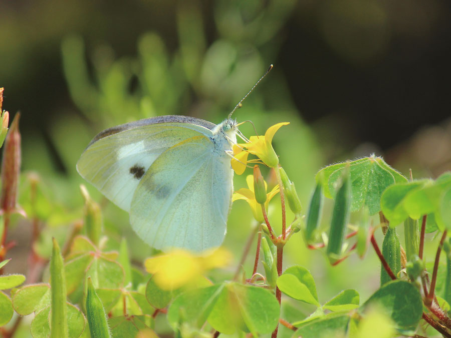 春に成虫 せいちゅう が見られるこん虫 こん虫ずかん