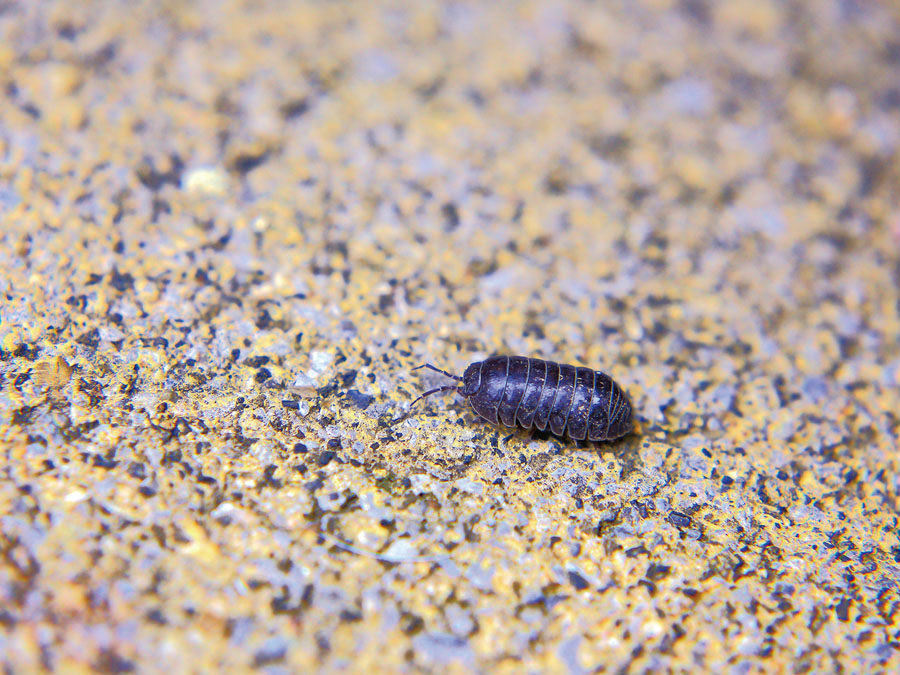 夏に成虫 せいちゅう が見られるこん虫 こん虫ずかん