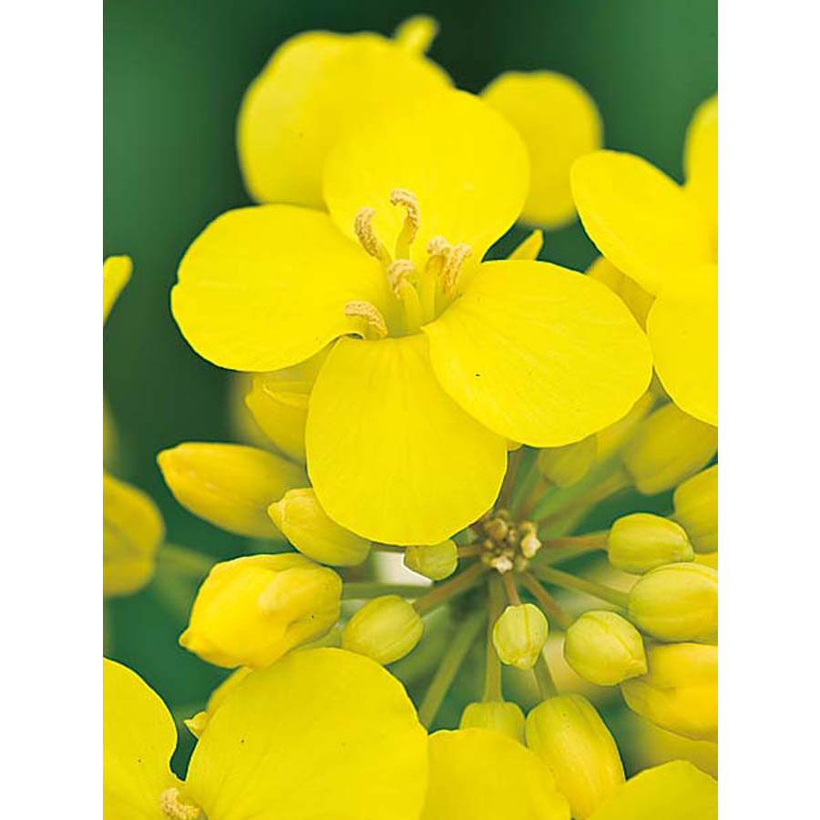 アブラナ の 花 の つくり