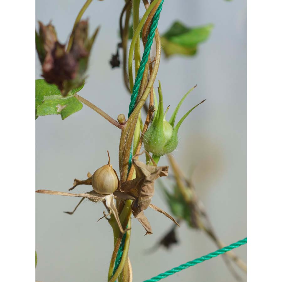 アサガオ 植物ずかん