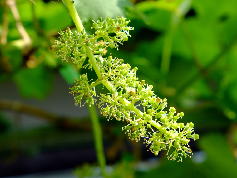 ブドウ 植物ずかん