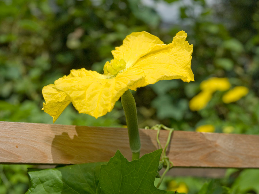 ヘチマ 植物ずかん