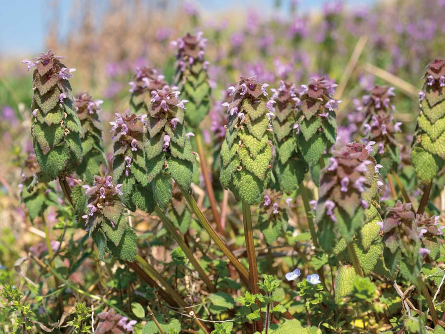 春に花が見られる植物 植物ずかん