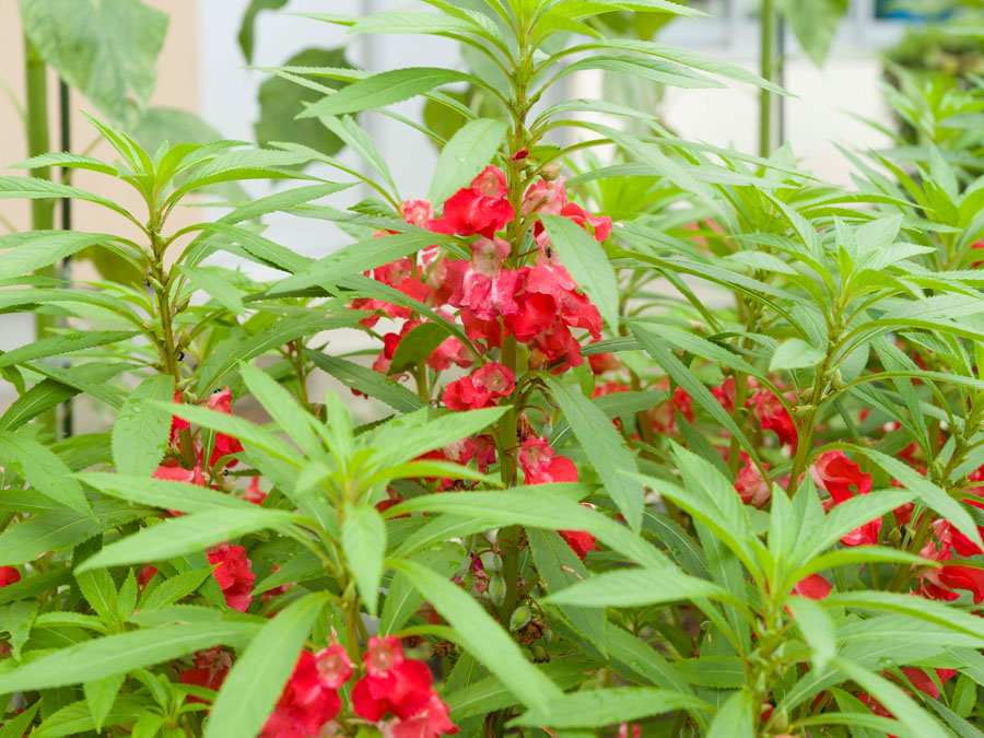 ホウセンカ 植物ずかん