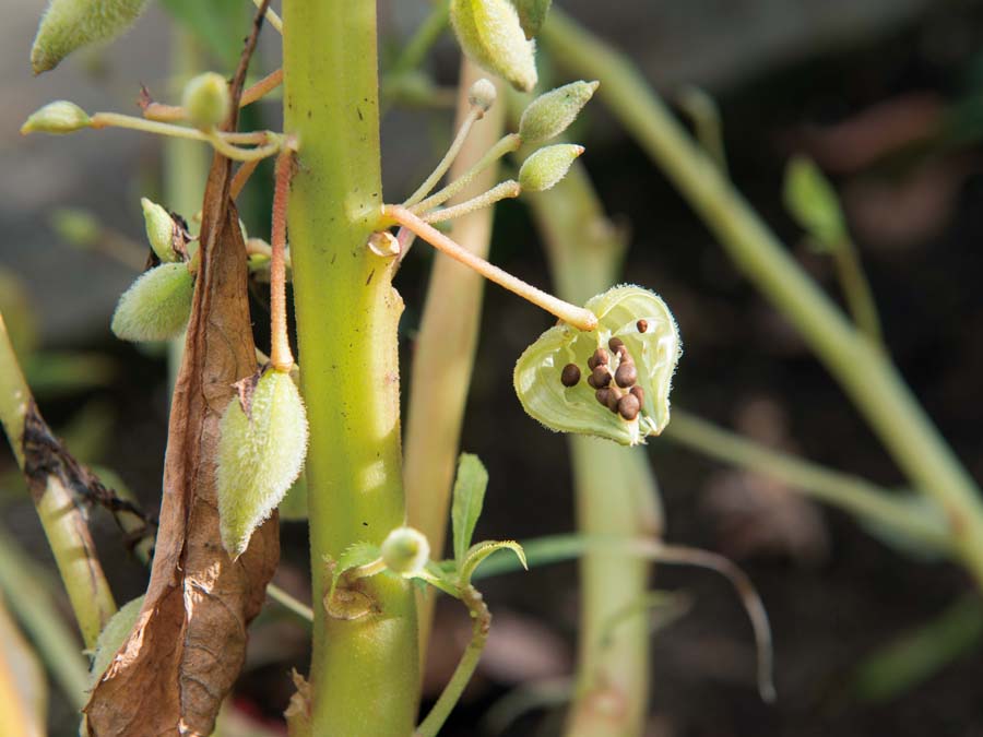 ホウセンカ 植物ずかん