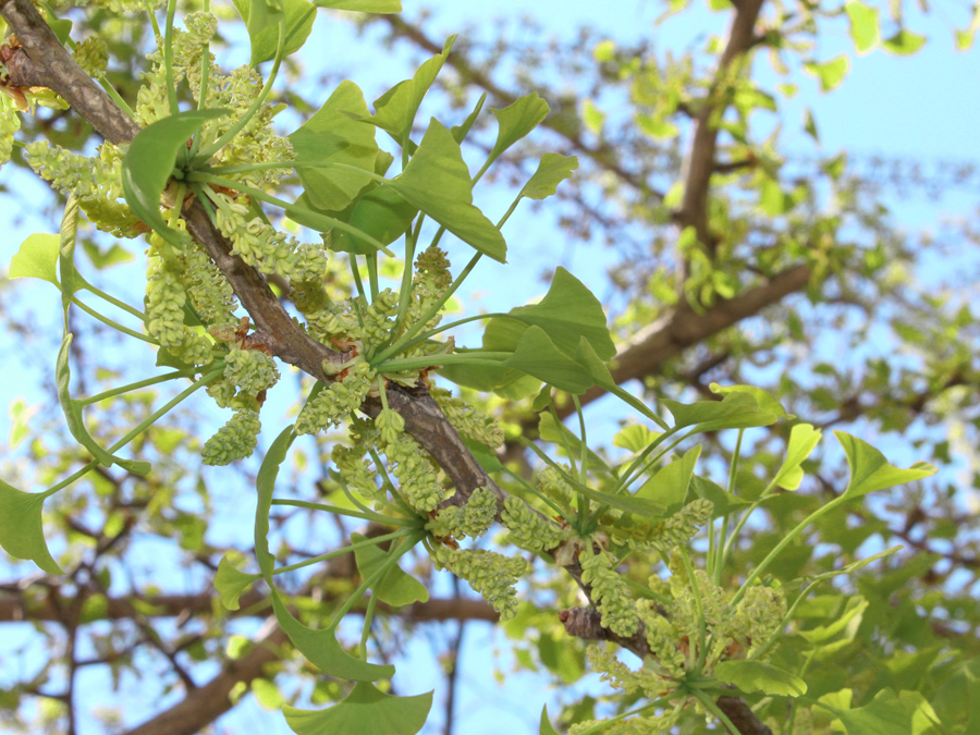 イチョウ 植物ずかん