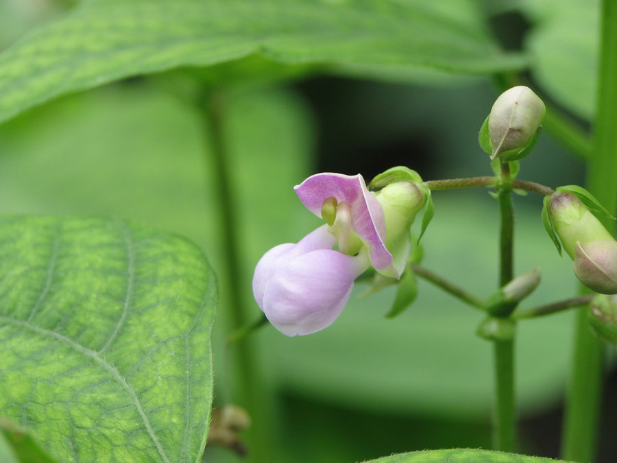 インゲンマメ 植物ずかん