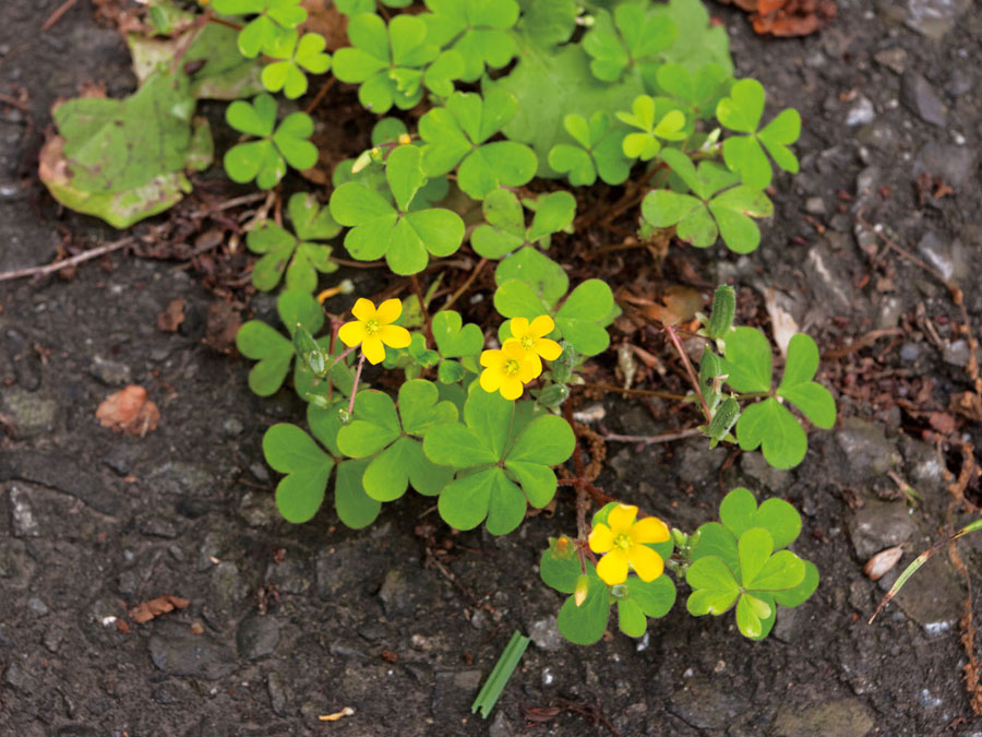 カタバミ 植物ずかん