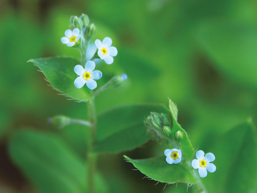 キュウリグサ 植物ずかん