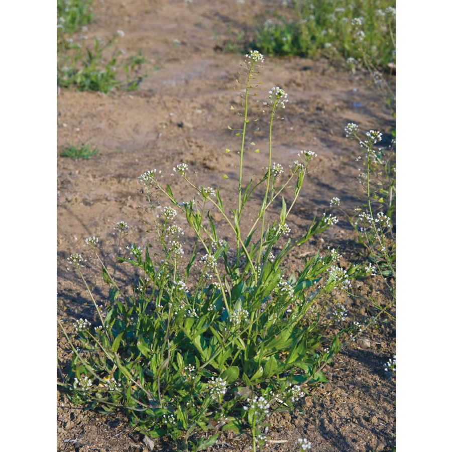 ナズナ 植物ずかん