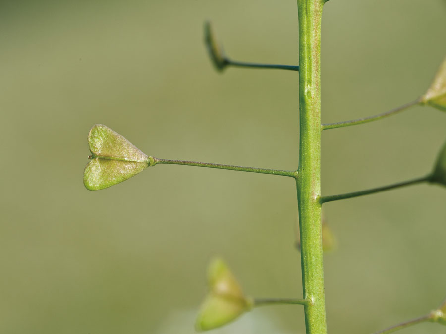 ナズナ 植物ずかん