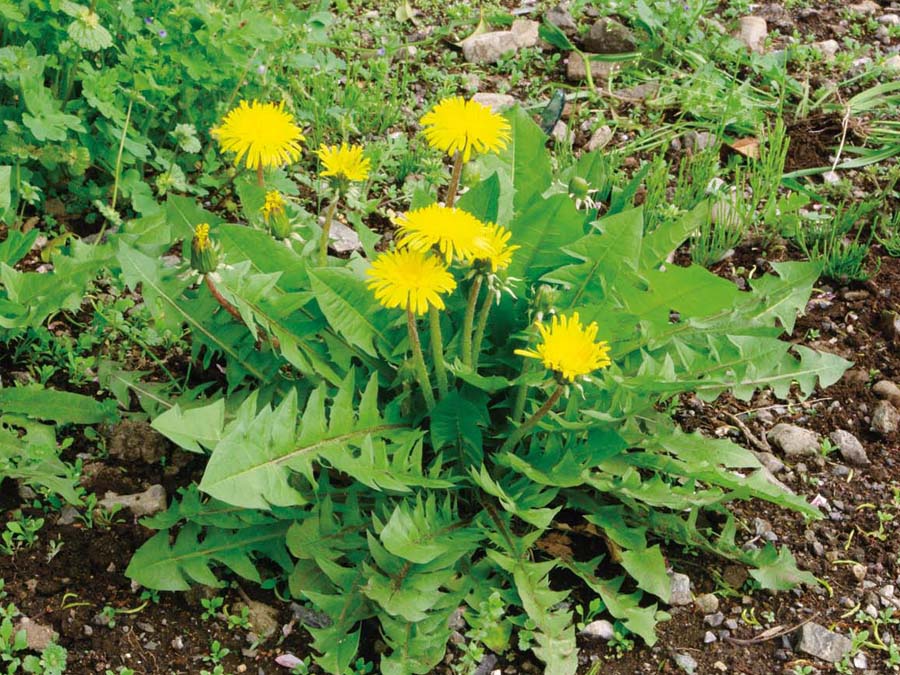 セイヨウタンポポ 植物ずかん