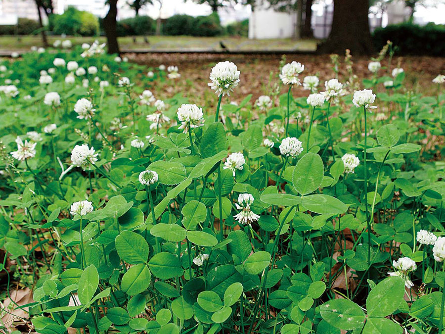 シロツメクサ 植物ずかん