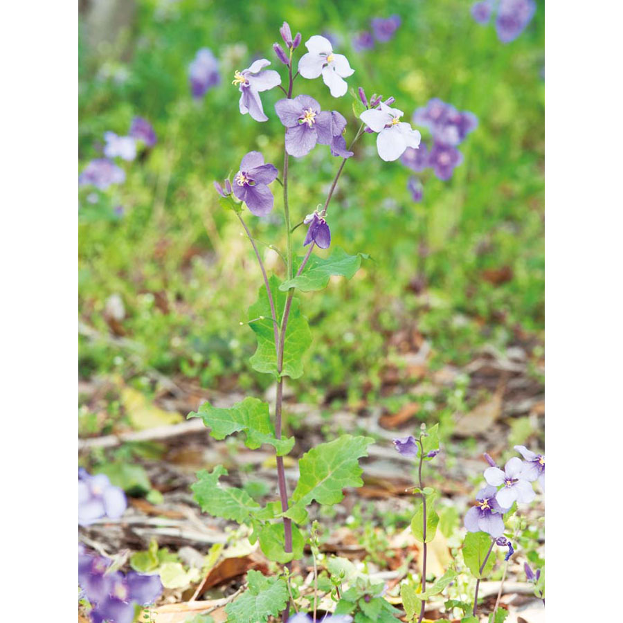 ショカツサイ オオアラセイトウ ムラサキハナナ 植物ずかん