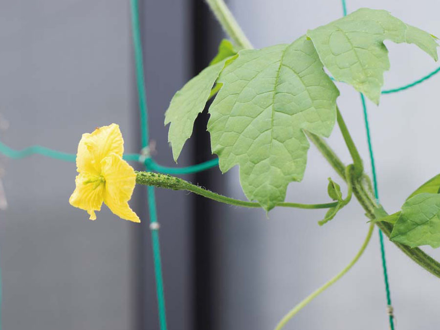 ツルレイシ 植物ずかん