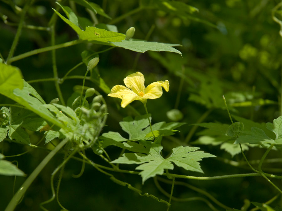 ツルレイシ 植物ずかん