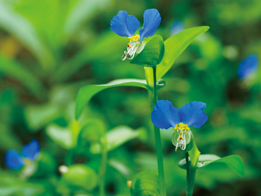 ツユクサ 植物ずかん