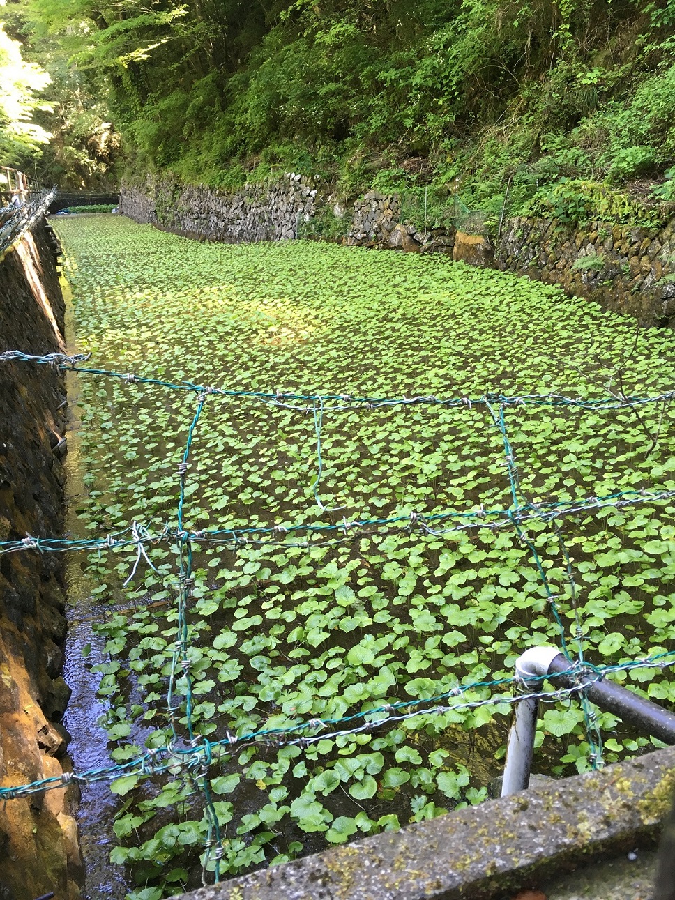 浄蓮の滝の横に広がるわさび田