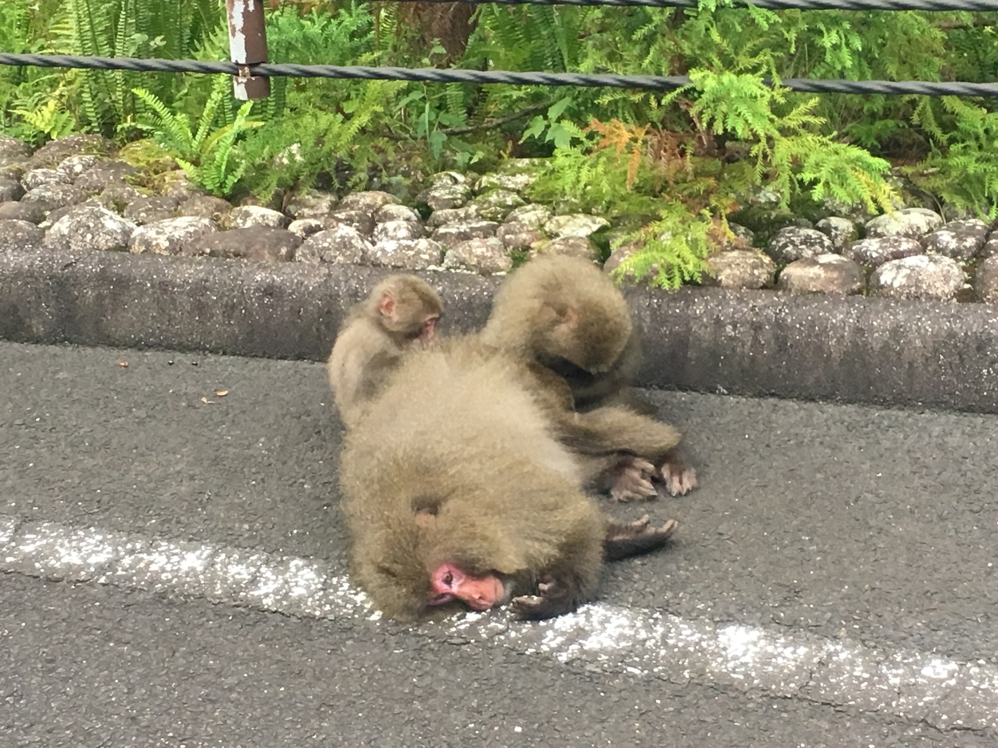 毛づくろいをするヤクザル