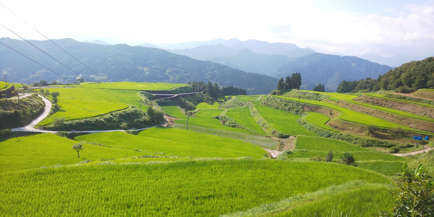 土佐町の棚田