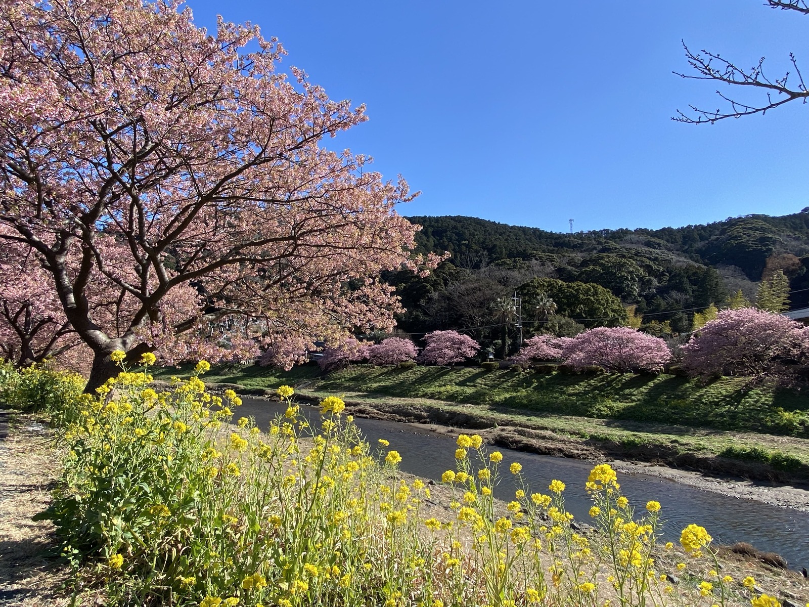 青野川と河津桜