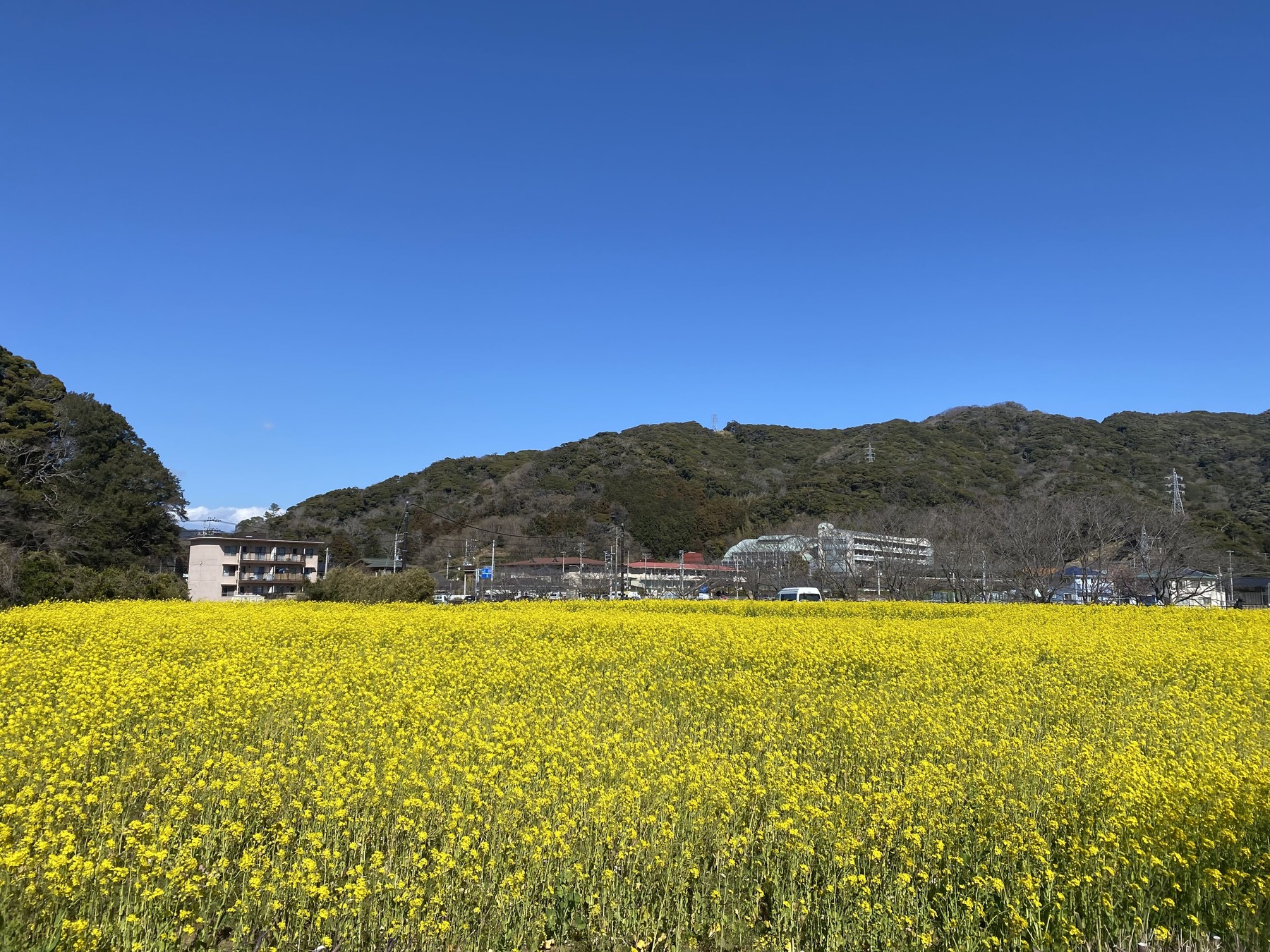 一面に咲いた菜の花