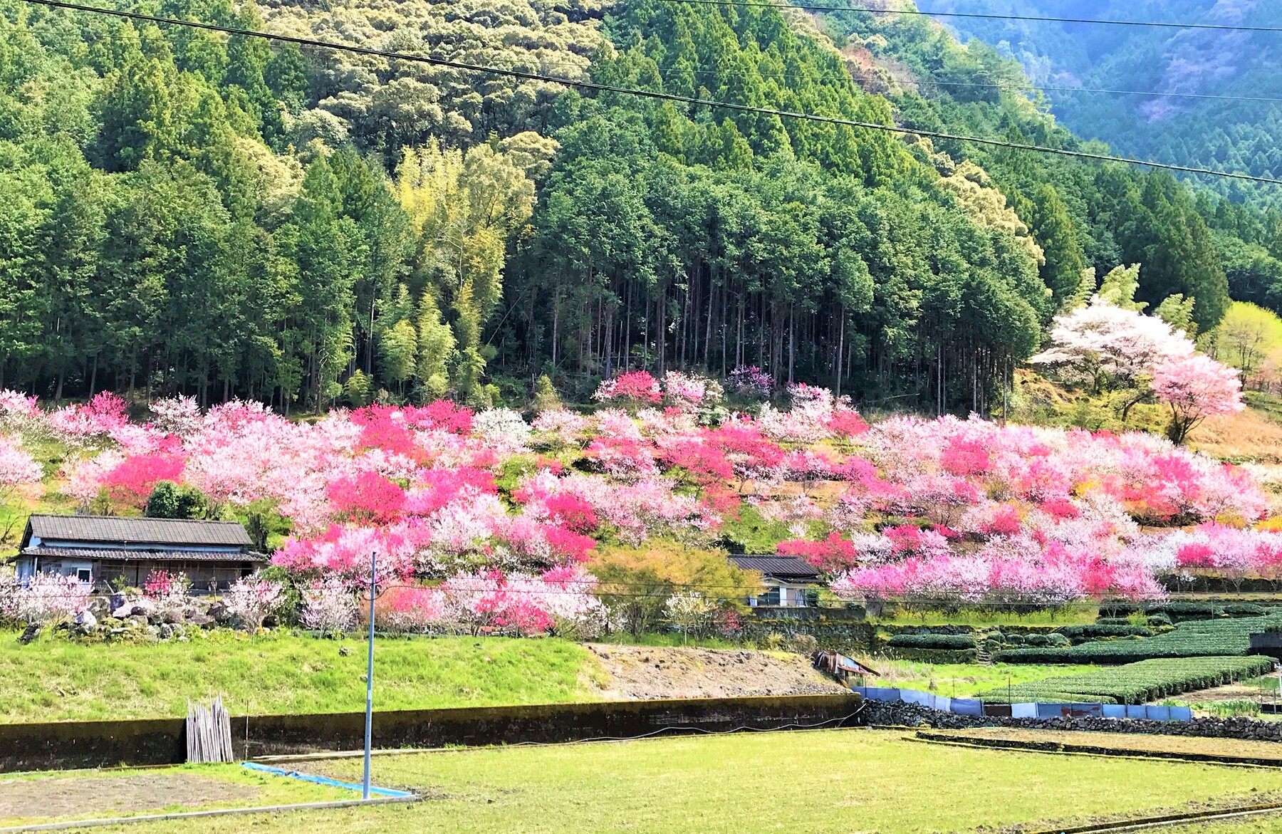 満開の上久喜の花桃