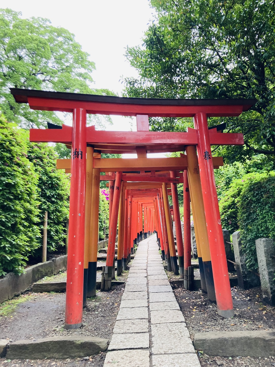 根津神社の千本鳥居