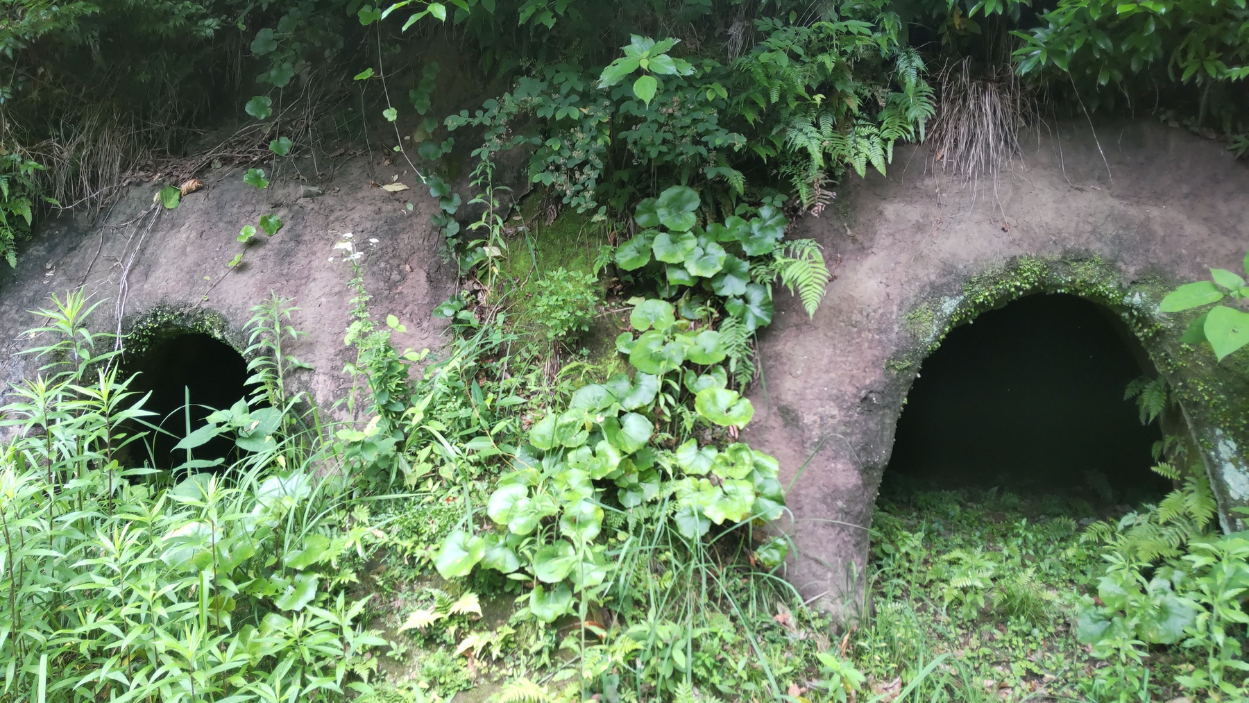 蓮ヶ池横穴群の横穴