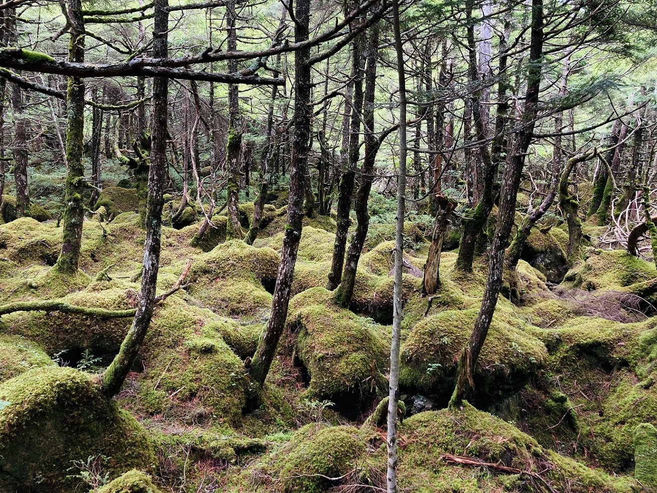 白駒の池のコケと原生林