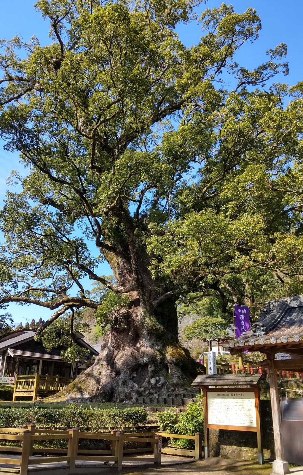 蒲生八幡神社の大楠