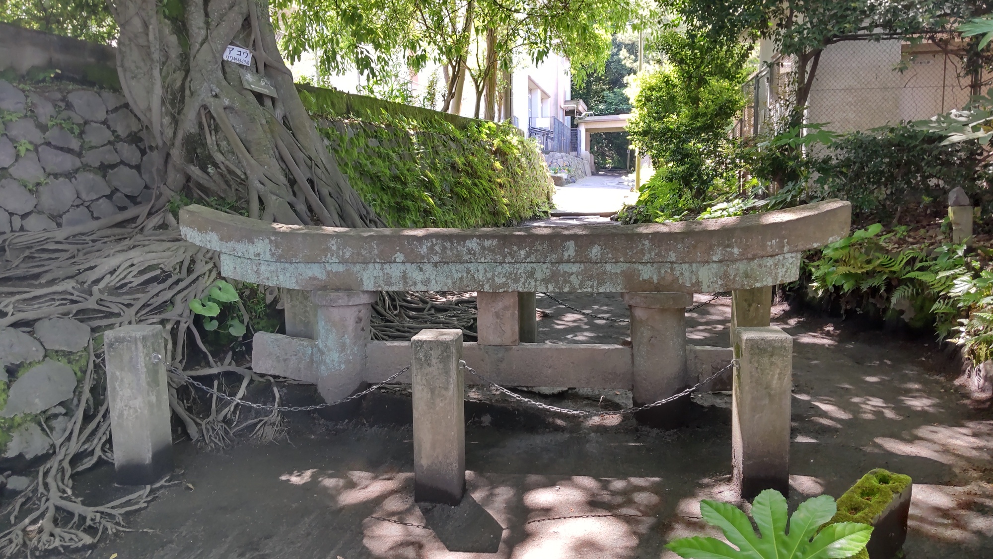 桜島の大噴火で埋没した黒神神社の鳥居