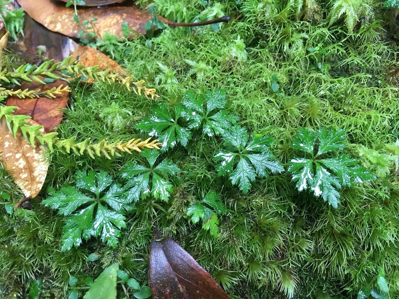 屋久島固有種のオオゴカヨウオウレン