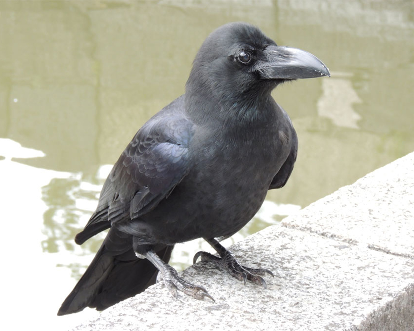 さくのうえにいるようす