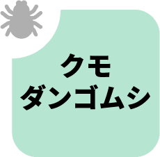 クモのなかま
