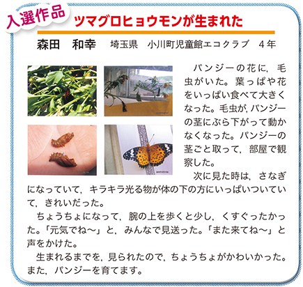 作品名［ツマグロヒョウモンが生まれた］の説明画像