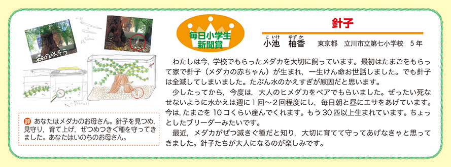 作品名［針子］の説明画像