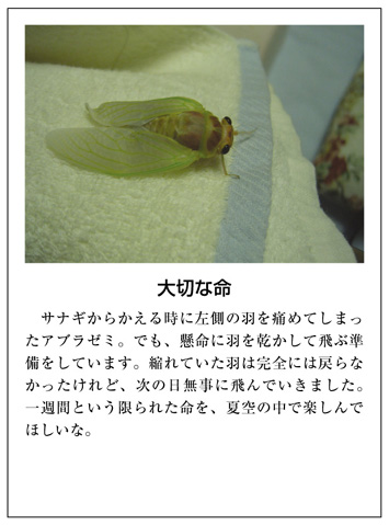 作品名［大切な命］の説明画像