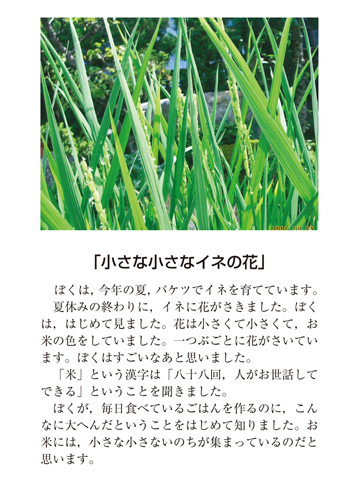 作品名［小さな小さなイネの花］の説明画像